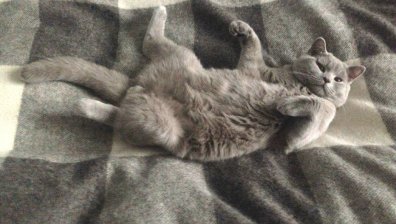 Изложба на котки предизвика фурор в София 