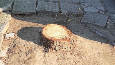 40-годишен бор в столичния кв. "Лозенец" е неправомерно отрязан