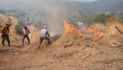 Осъдени да засадят по 50 дървета заради причиняване на пожар