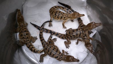 Опит за спасяване на застрашените амазонски крокодили (СНИМКИ)