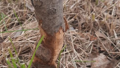 Унищожени дървета по столичния бул. "Монтевидео" след косене на трева
