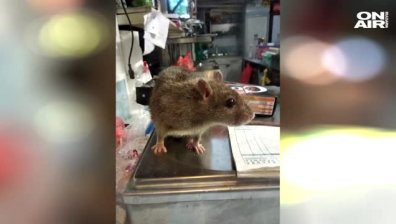 Плъх се разходи необезпокояван из столично заведение