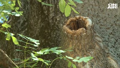 Работник е в тежко състояние, дърво паднало върху него