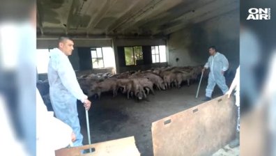 Община Русе обяви бедствено положение заради африканската чума