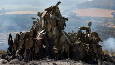 Тежка е ситуацията с пожарите в Израел - военни също гасят (СНИМКИ)