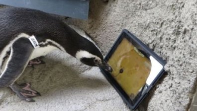 Пингвинчета се запалиха по iPad игра