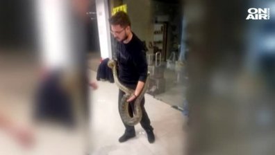 Хванаха избягалата змия от зоомагазин в пловдивски мол