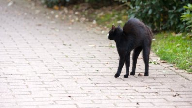 Най-разпространените суеверия за петък 13