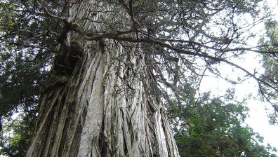 Най-старото дърво на планетата се намира в Чили, то е на 5000 години