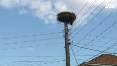 Гамен застреля бял щъркел &ndash; грози го глоба до 5000 лв.