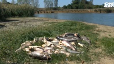 В стотиците мъртви риби край Черноморец - високи нива на амониев азот