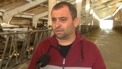 Българските животновъди страдат от вноса на украинско мляко и скъпите фуражи