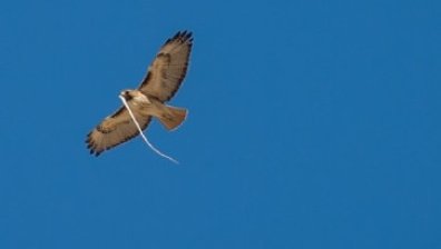 Ястреб изпусна змия върху жена, вкара я в болница, опитвайки да си върне храната