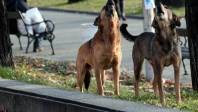 От Helpbook: Кучета без каишки, пуснати в столичен парк сред децата