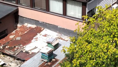 Сигнал: Столичани гледат пчели върху  барака в междублоково пространство