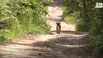 Оставиха в ареста собственика на кучетата, разкъсали човек във Владо Тричков (видео)