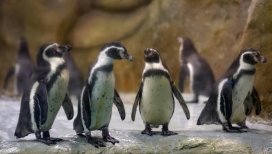 11 пингвина са на свобода след рехабилитация в Аржентина