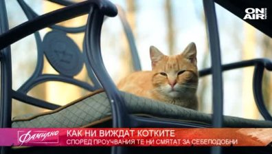 "Фамилно" разкрива как котките виждат стопаните си