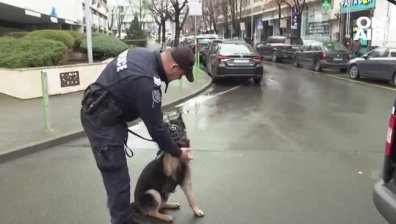 Патрули с 10 следови кучета се грижат за реда в Бургас