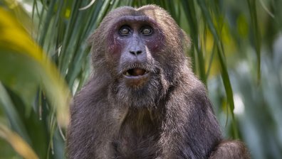 Шимпанзета се почерпиха с алкохол и се направиха "на маймуни"