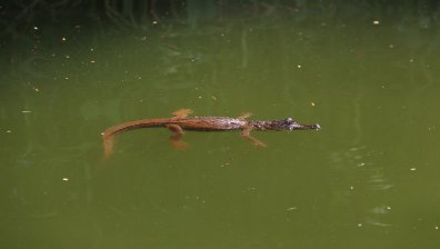 Алигатори плъзнаха по улиците на Флорида след урагана "Милтън" (+ВИДЕО)