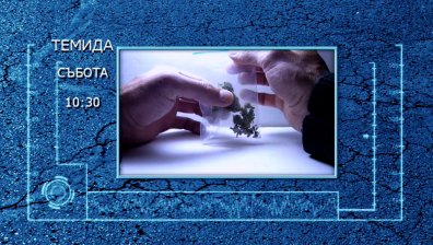 Трябва ли да се легализира марихуаната за медицински цели?