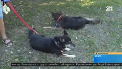 Осигурявайте повече вода на домашните си любимци в летните горещини