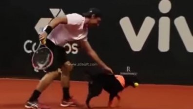 Някога бездомни кучета, сега - звезди на "Brazil open"