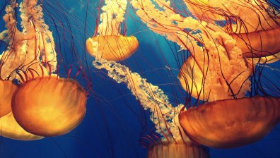 Гигантски медузи фантоми, приличащи на извънземни, обитават бреговете на Антарктида