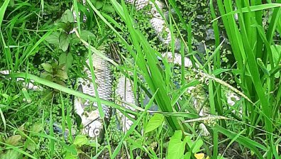 "Екокатастрофа": Мъртва риба плува в река край Ямбол, РИОСВ не взема мерки