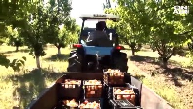 Слани унищожиха кайсиите край Силистра, земеделци са притеснени