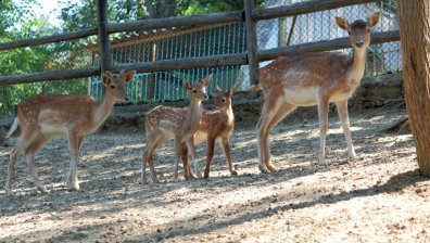 9 сърни са отровени в зоопарка в Благоевград. 5 вече са мъртви