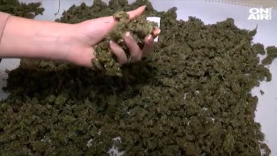 Удар срещу наркоразпространението в поморийското село Бата