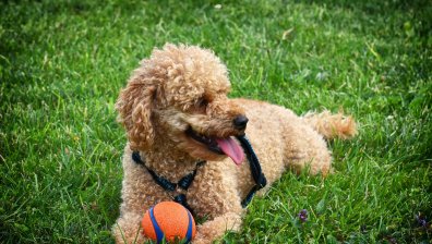 Куче се зарази с британския вариант на Ковид-19