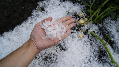 Градушка унищожи стотици декара насаждения в района на Русе