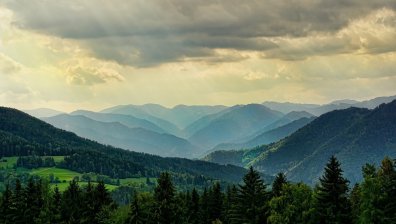 Всяка година от земята изчезват около 10 млн. хектара гори