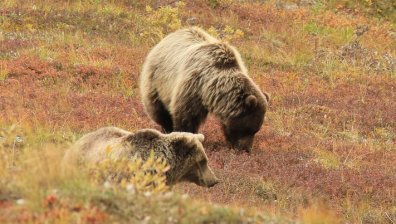 Пчелар превърна мечки в рекламни лица на меда си 