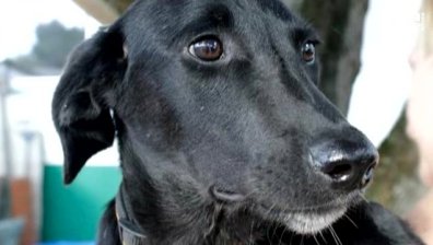 Куче пожертва себе си в пожар, за да спаси собственичката си