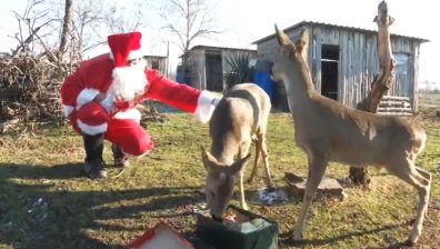 Животните в зоопарка в Бургас получиха подаръци от Дядо Коледа