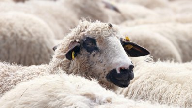 Умъртвиха още овце заради шарка в хасковското село Орлов дол