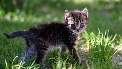 Особено брутално и жестоко убийство на коте: Задържаха извършителя в Сливен