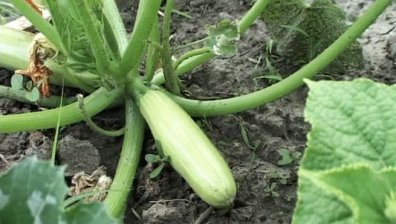 С 30 % повече евросредства за земеделие