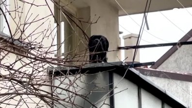 Кане Корсо нахапа жена пред магазин във Велико Търново, оперирана е по спешност