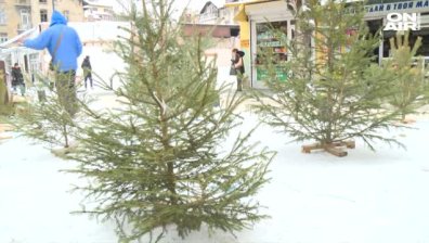 Масови проверки за нарушения при коледните елхи