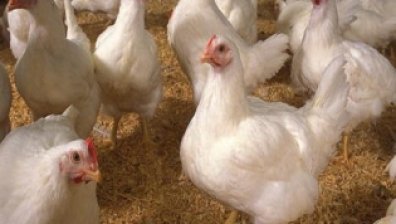 Още 4 случая на заразени в Китай с новия щам H7N9