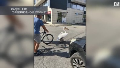 Пеликани избягаха от зоопарка в София и се разходиха по улиците
