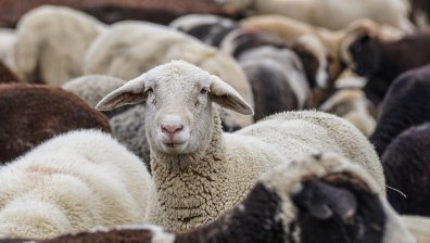 БАБХ с нови мерки срещу чумата по дребните преживни животни