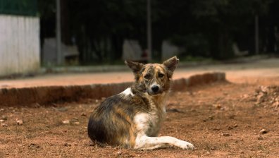 Мъж е задържан за убийство на куче в Тетевен