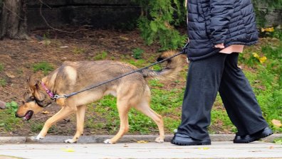 Кучета нападнаха жена в Момчилград и я вкараха в болница