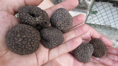 Бизнесът с гъби у нас е на една година от изчезване заради климатичните условия